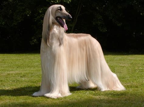 en uzun tüylü köpek